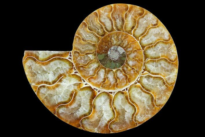 Agatized Ammonite Fossil (Half) - Madagascar #125054